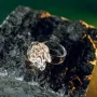 circlet _5261